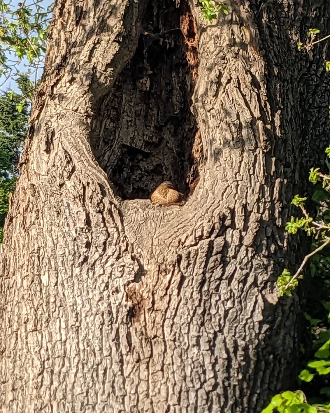 Yes, ducks do nest in trees #childwickbury